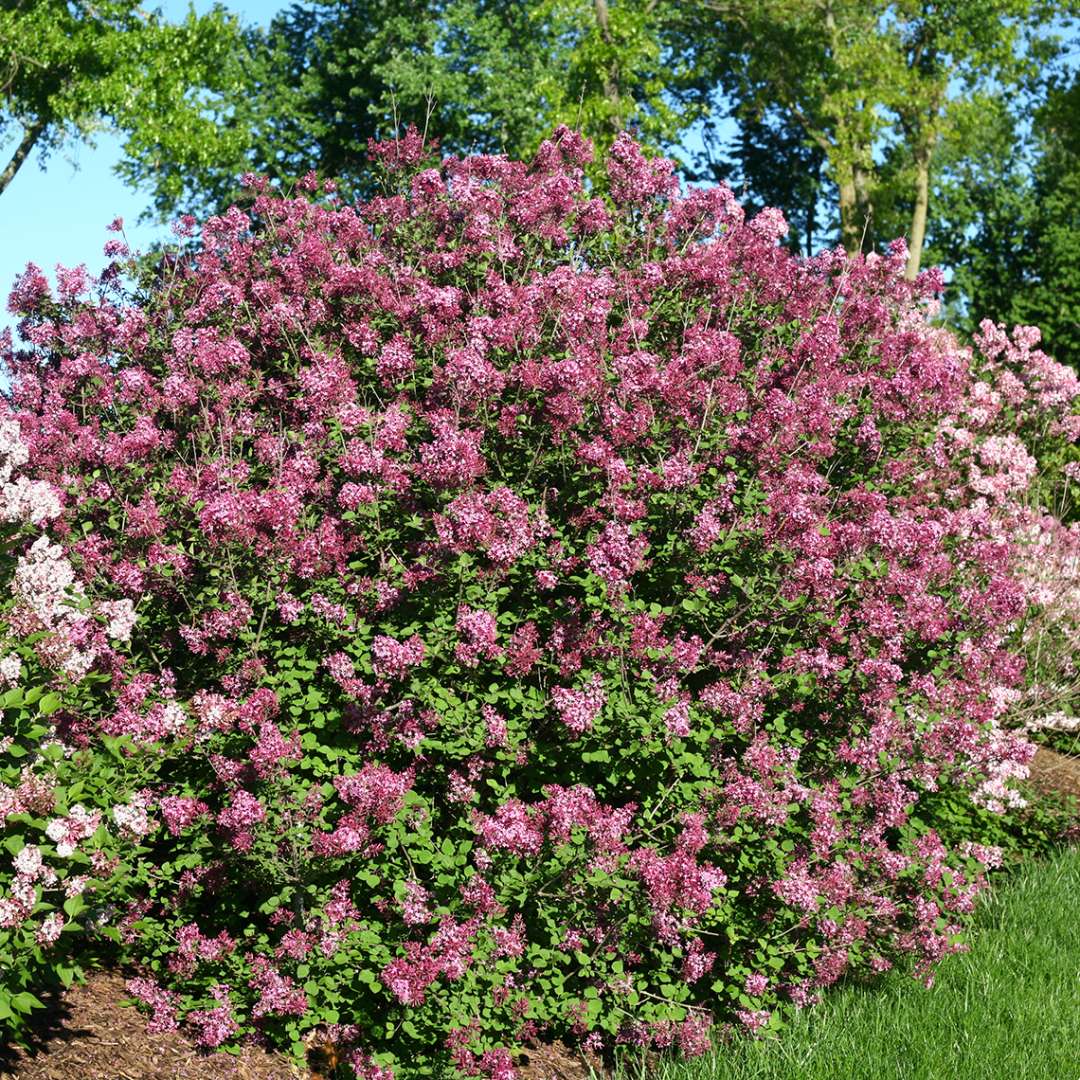 Bloomerang Dark Purple reblooming lilac in the landscape